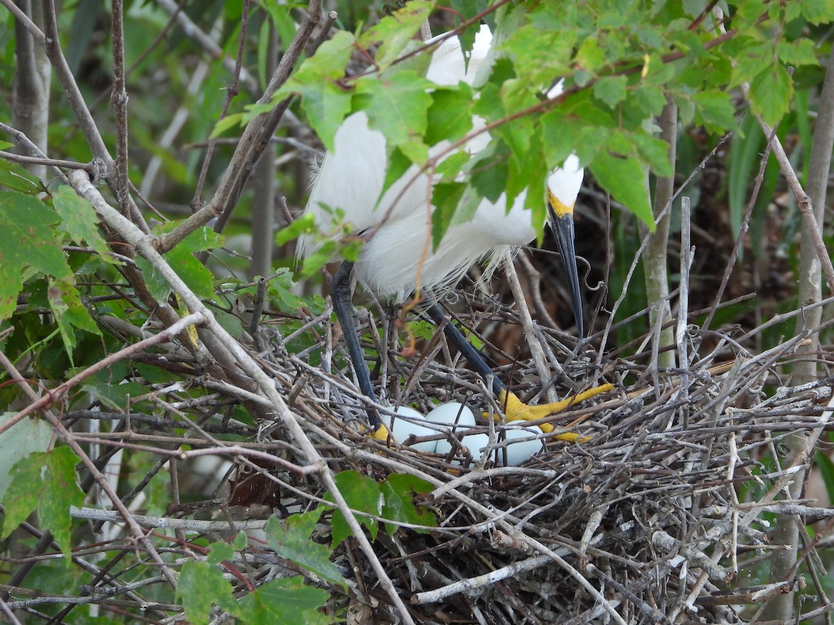 Snowy Egret - ML620527017