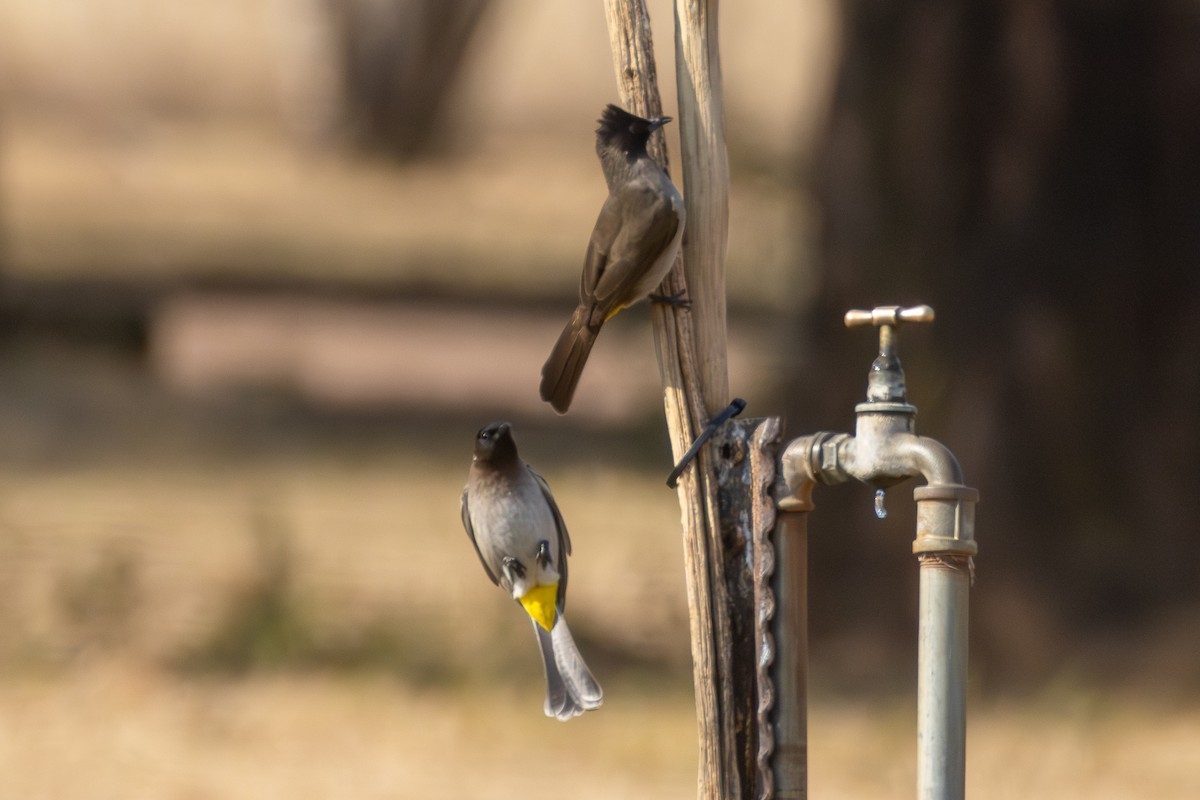 Bulbul Naranjero - ML620527018