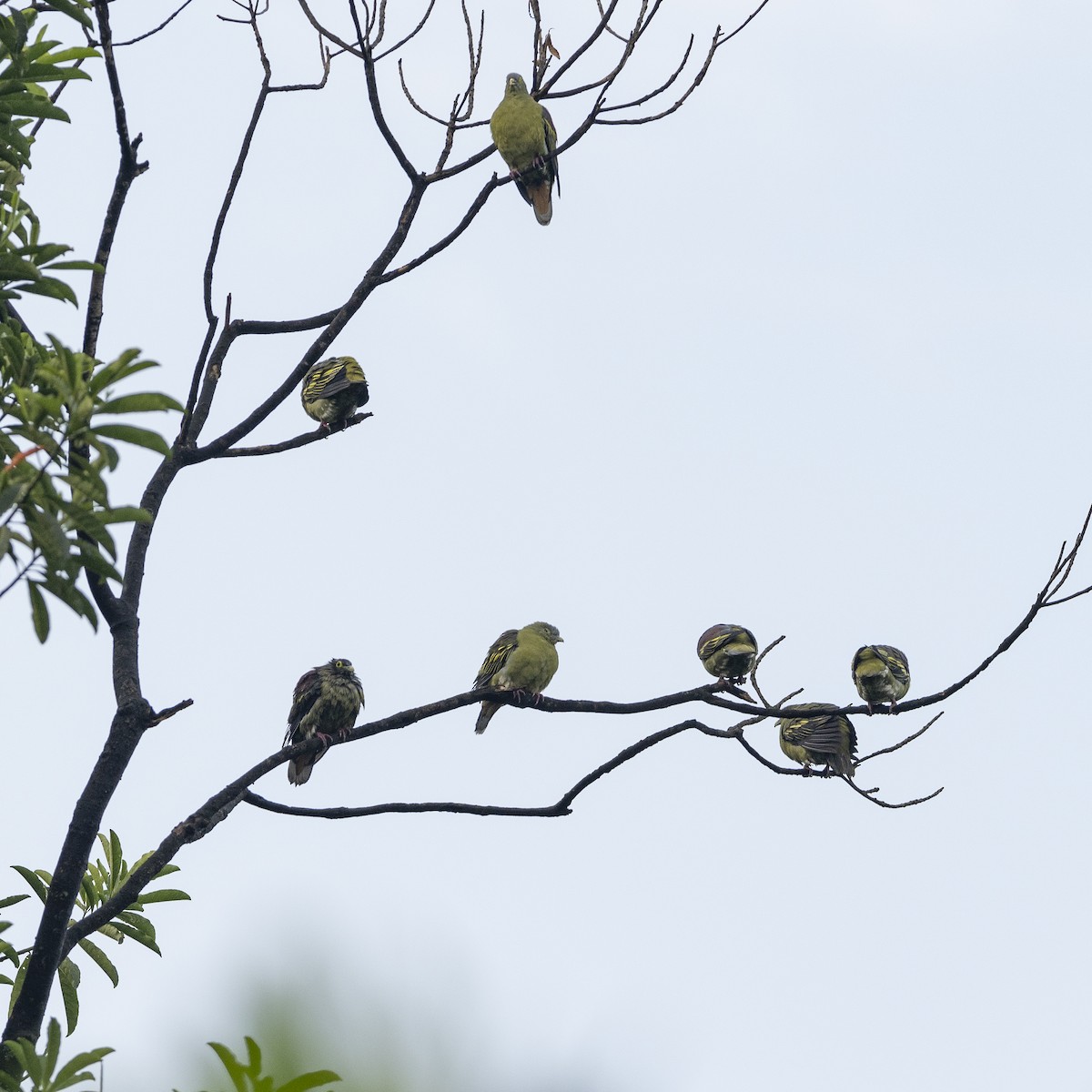 Gray-cheeked Green-Pigeon - ML620527026