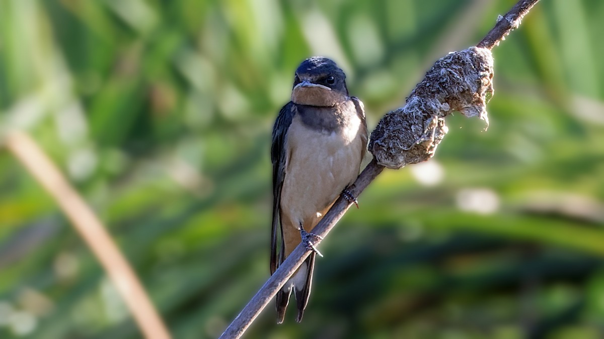 Barn Swallow - ML620527038