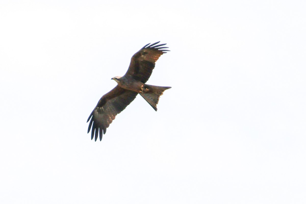 Black Kite - ML620527045