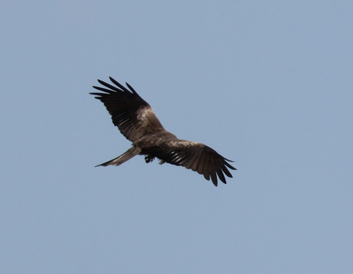 黑鳶 - ML620527046