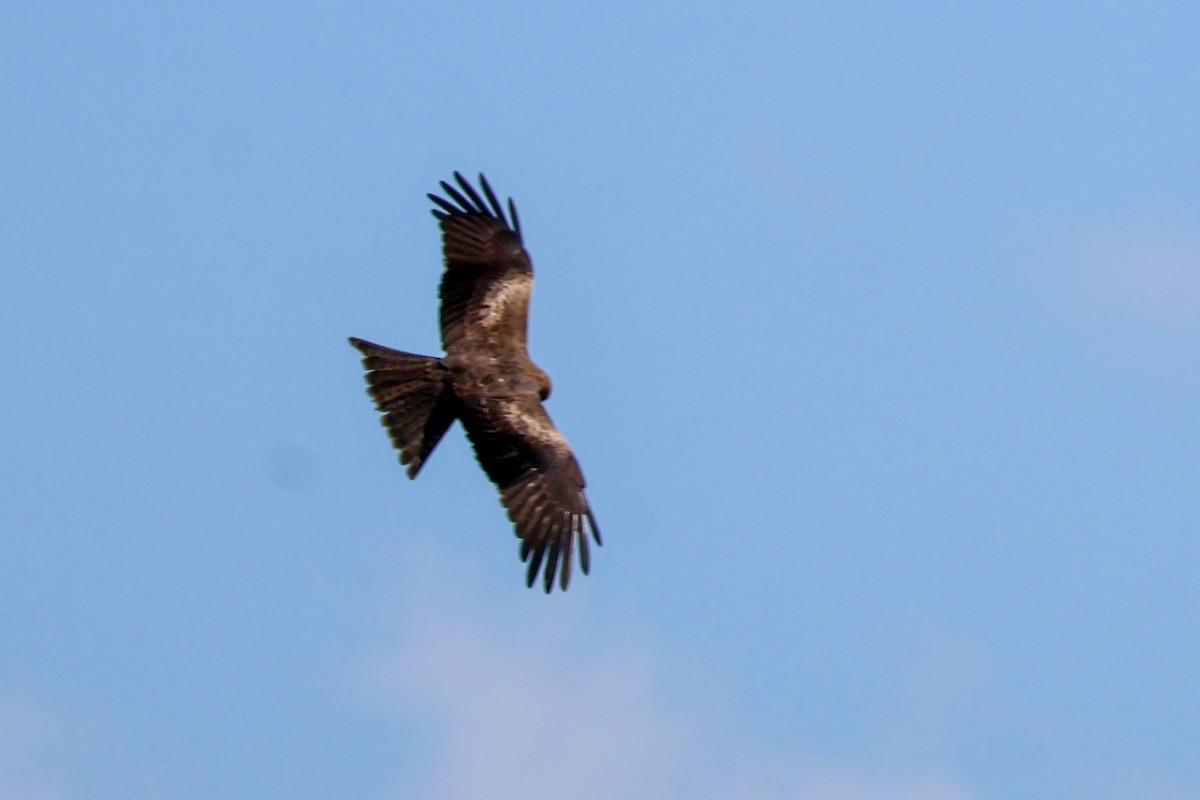 Black Kite - ML620527049