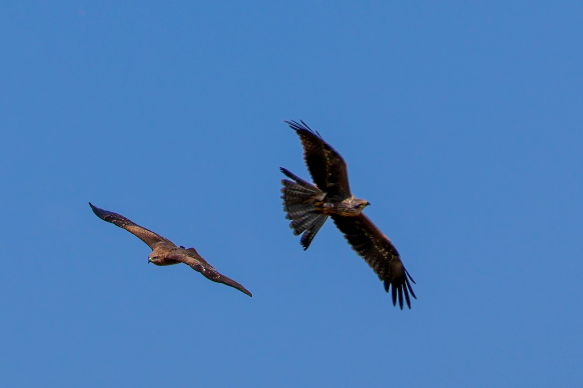 Black Kite - ML620527052