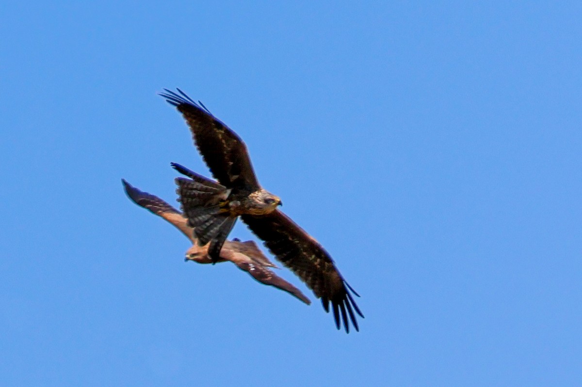 黑鳶 - ML620527053