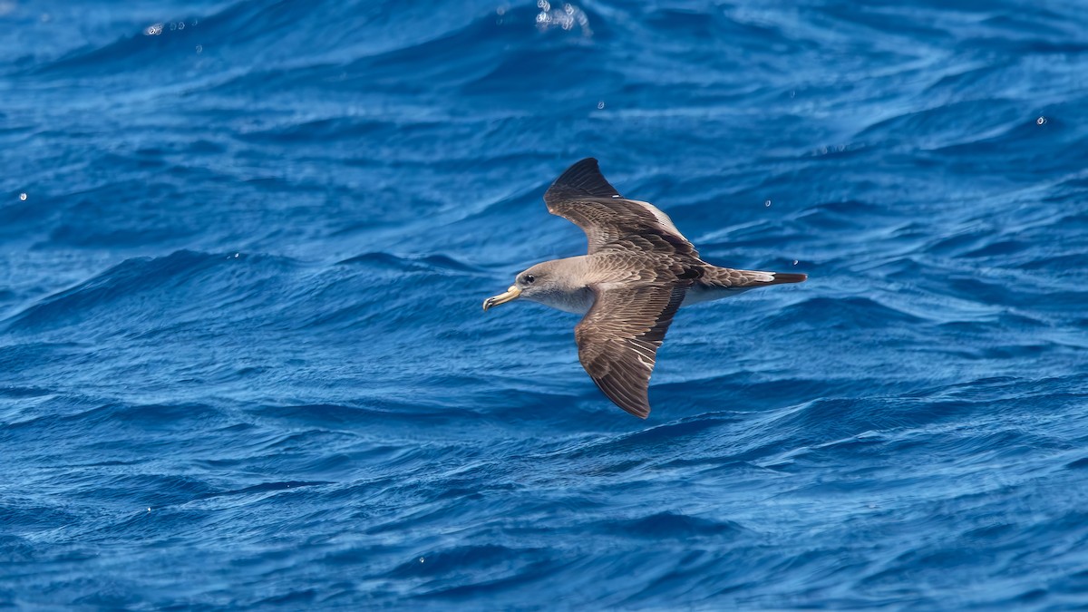 Cory's Shearwater - ML620527056