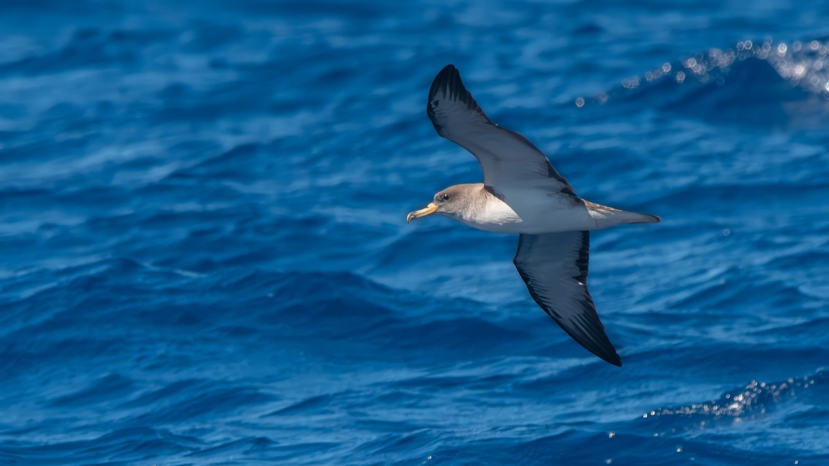 Cory's Shearwater (Scopoli's) - ML620527057