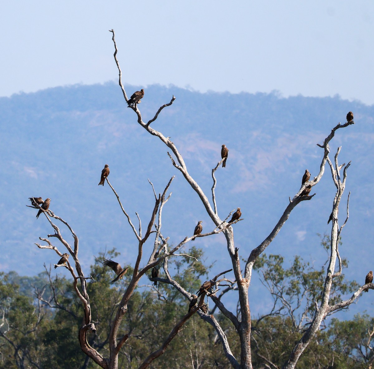 Whistling Kite - ML620527060