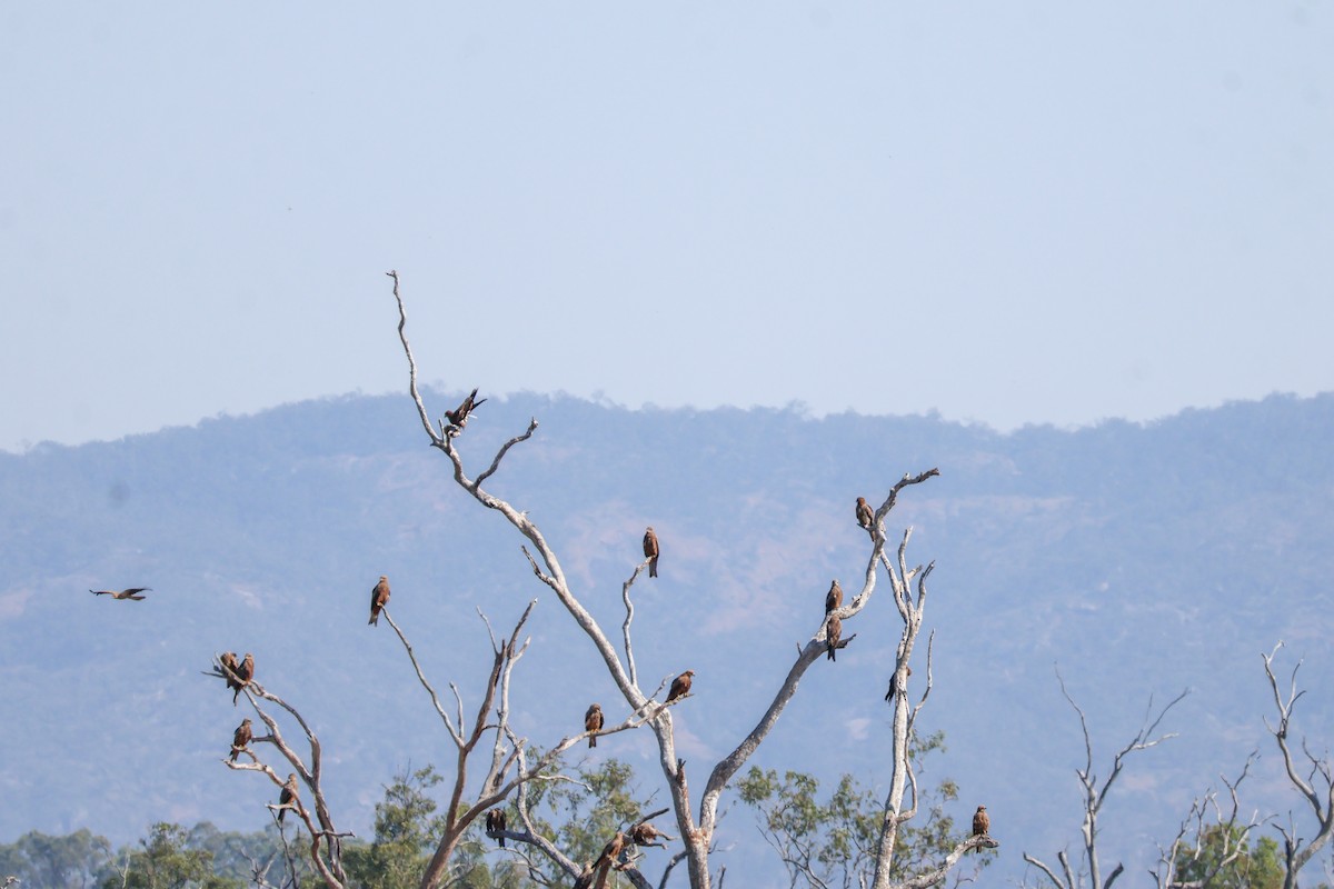 Whistling Kite - ML620527062