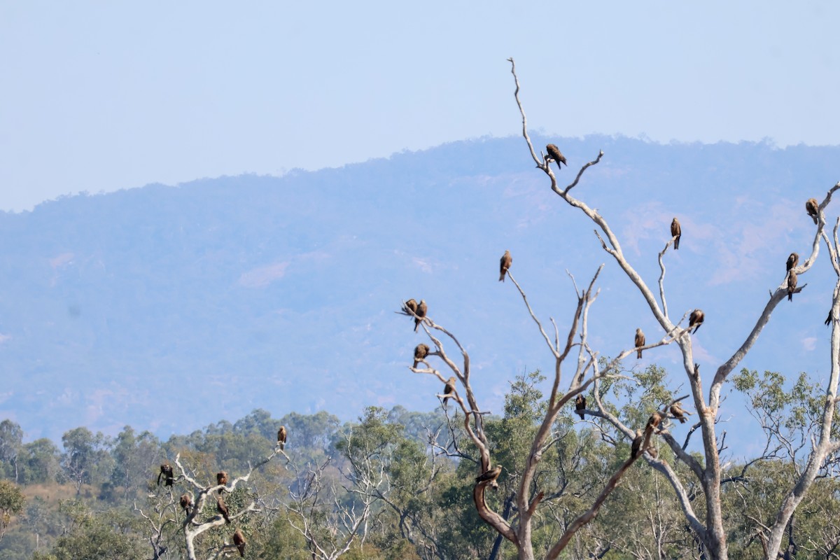 Whistling Kite - ML620527063