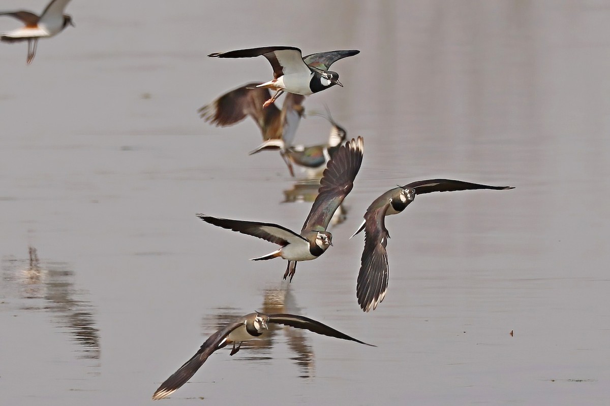 Northern Lapwing - ML620527066