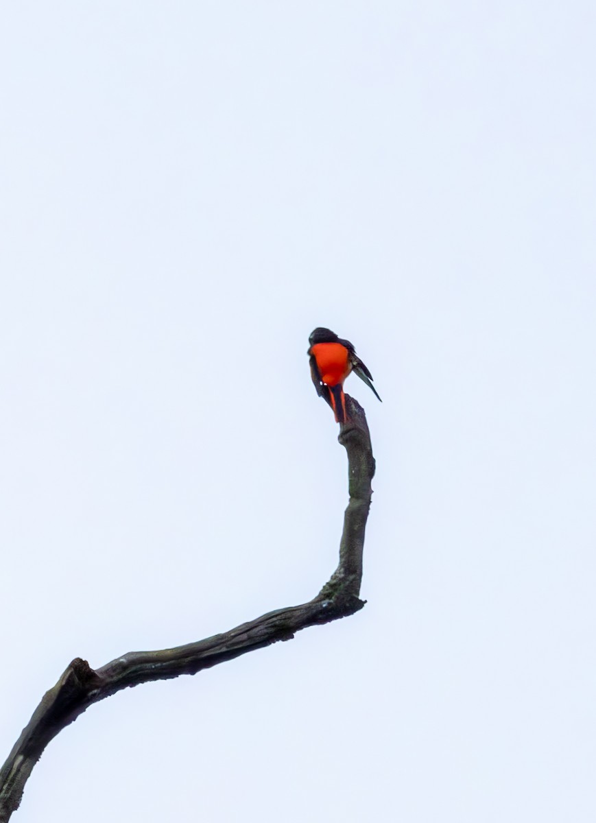 Minivet écarlate - ML620527068