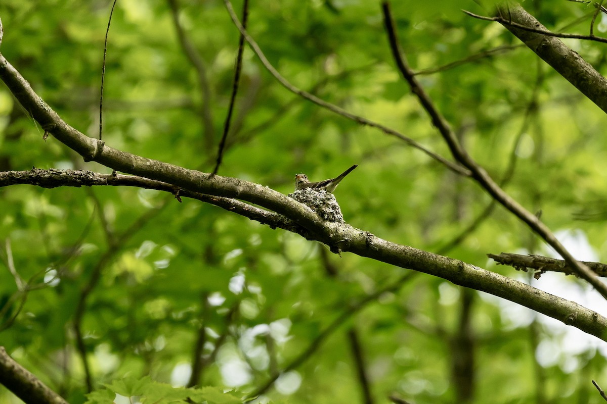 Eastern Wood-Pewee - ML620527072