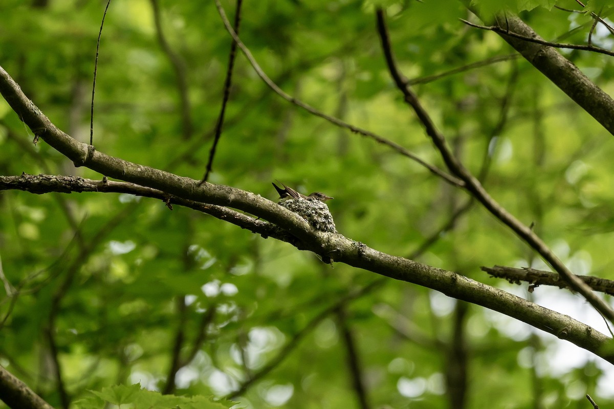 Eastern Wood-Pewee - ML620527073