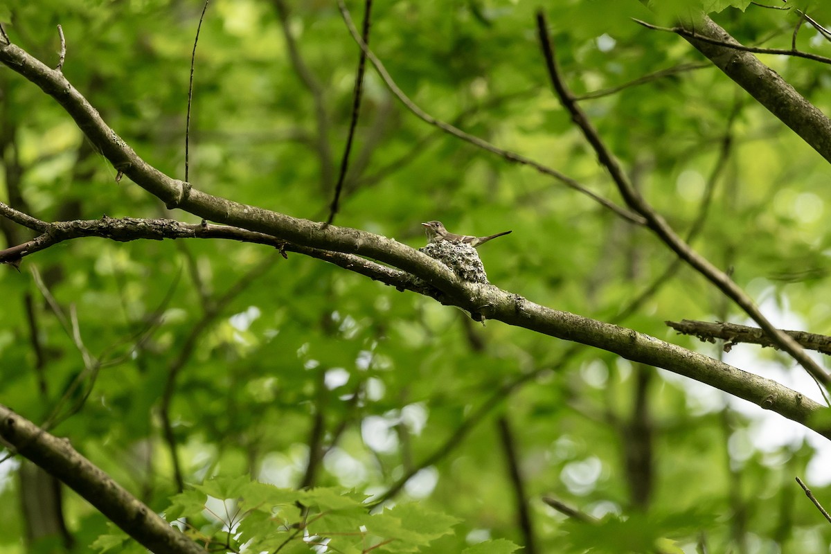 Eastern Wood-Pewee - ML620527074