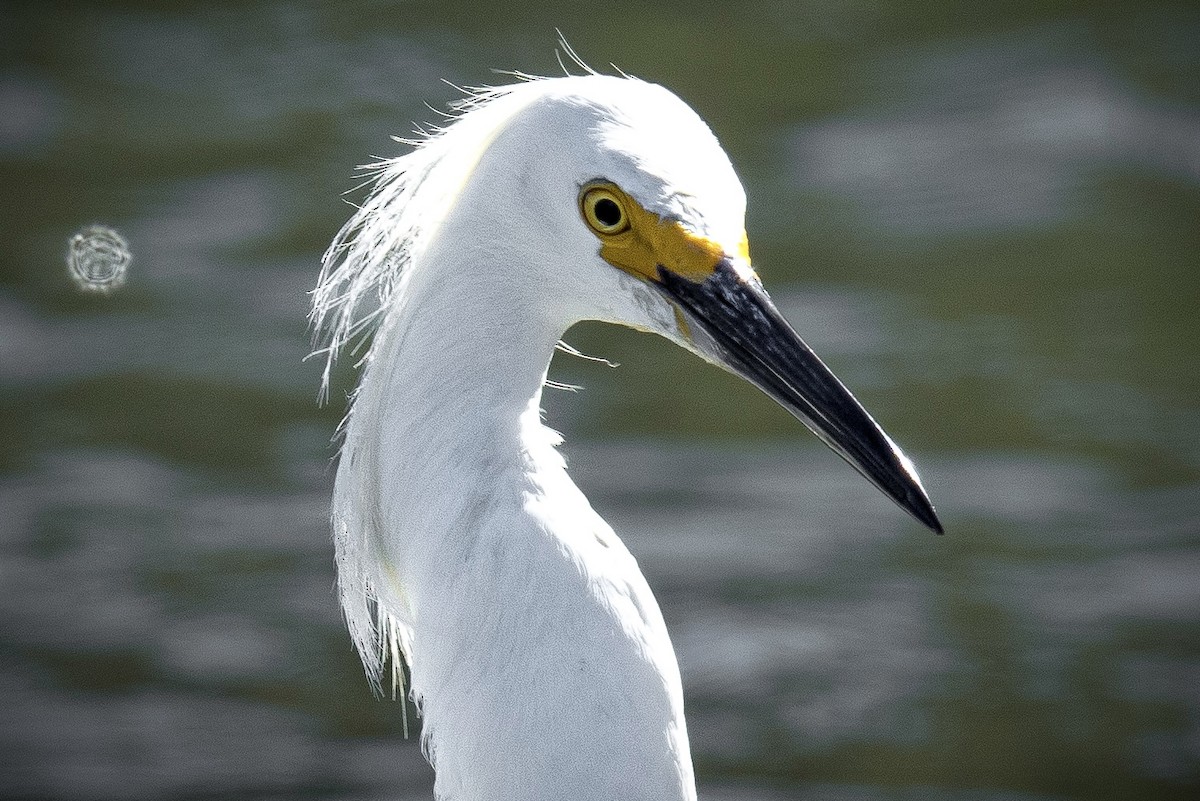 Snowy Egret - ML620527075