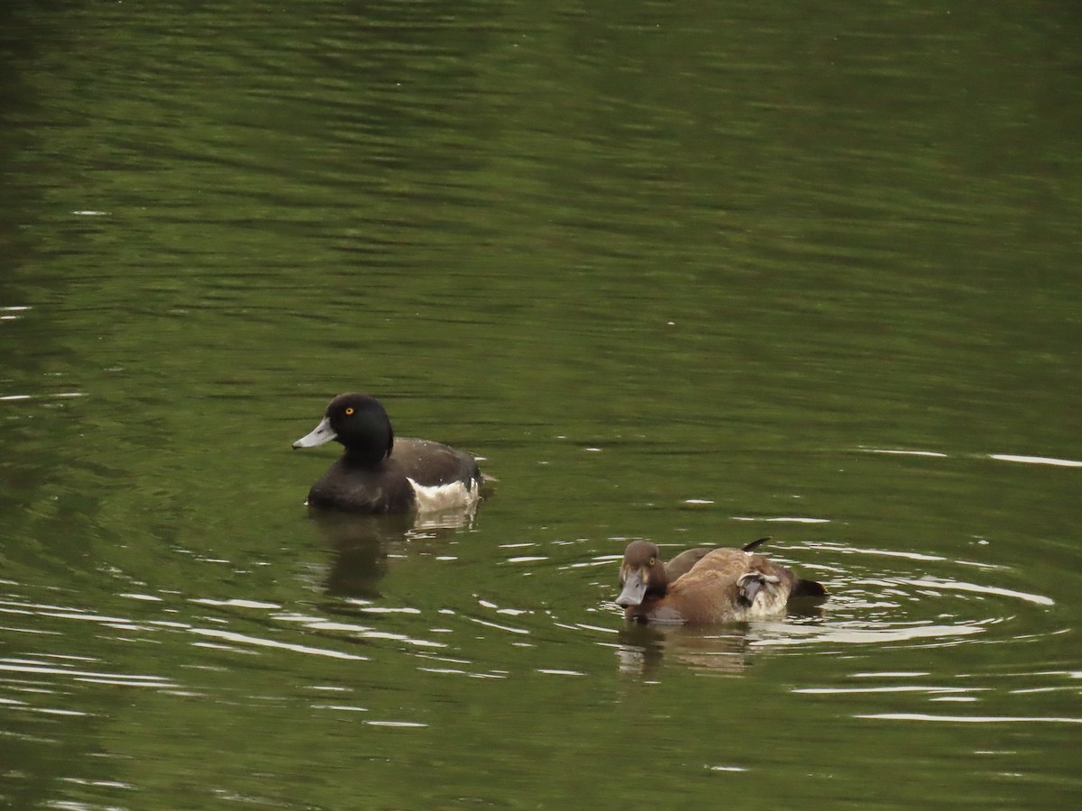 Tufted Duck - ML620527079