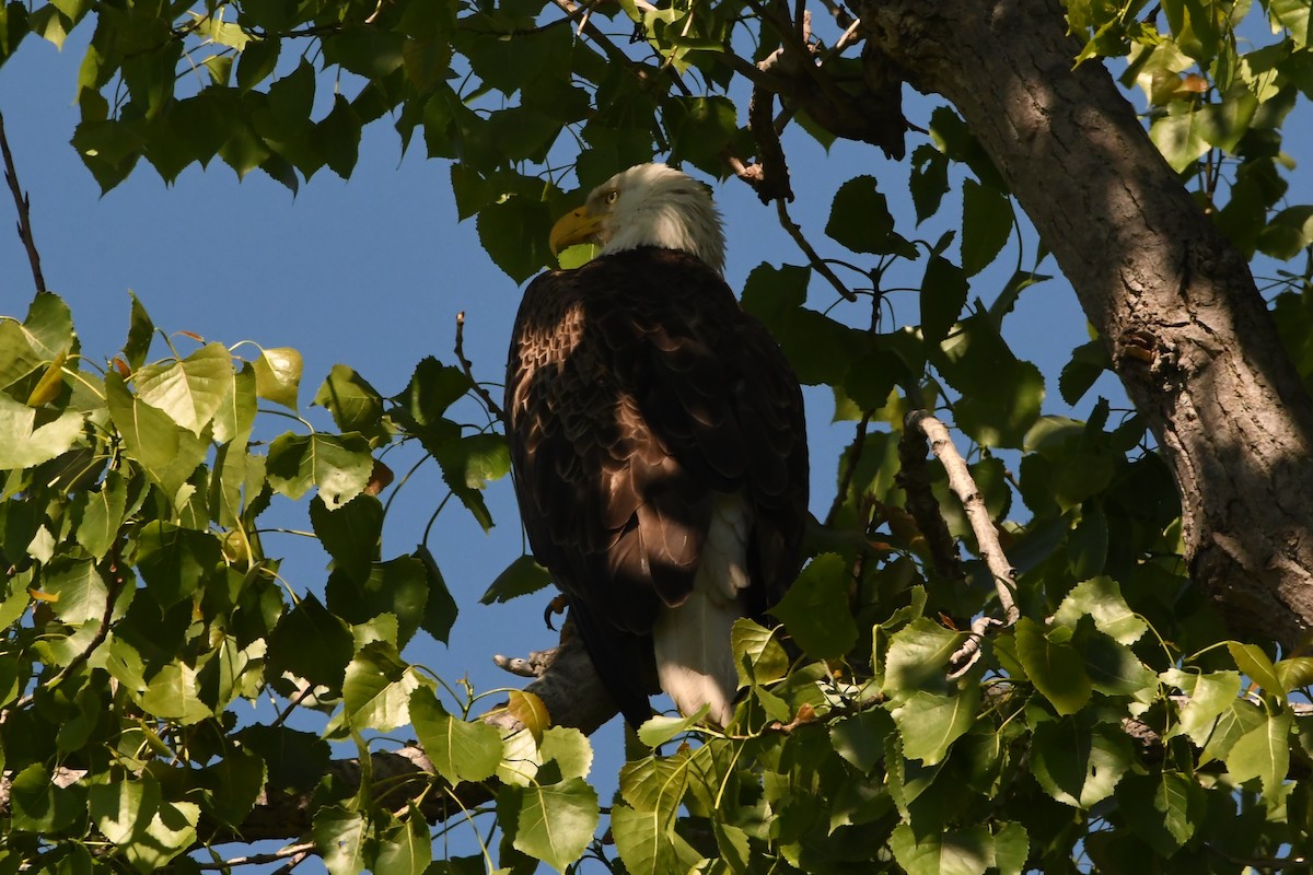 Weißkopf-Seeadler - ML620527083