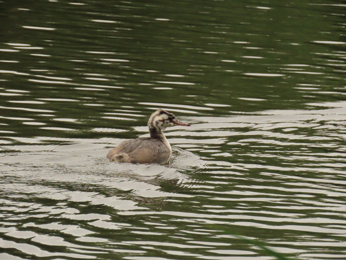Great Crested Grebe - ML620527084