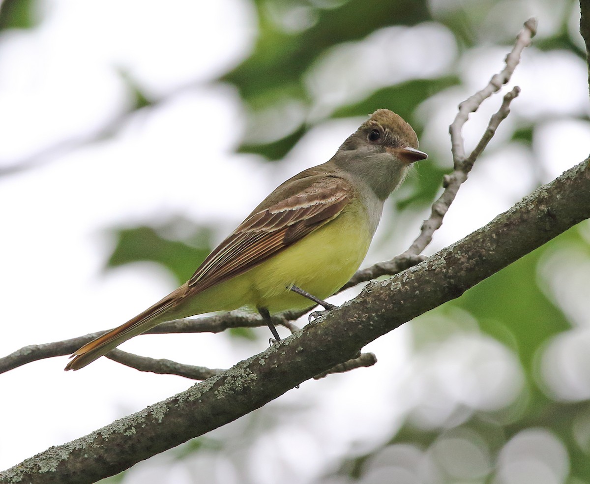 Great Crested Flycatcher - ML620527085