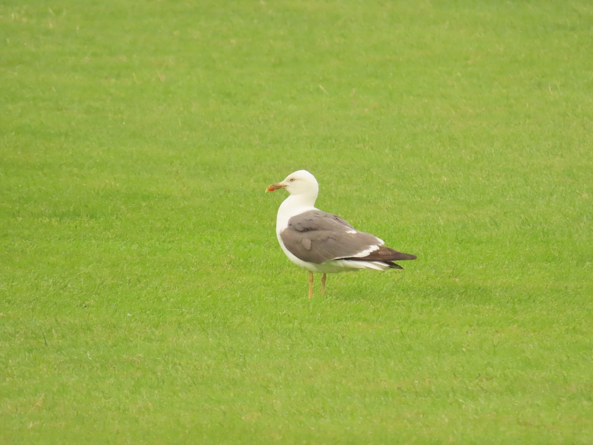 Gaviota Sombría - ML620527088