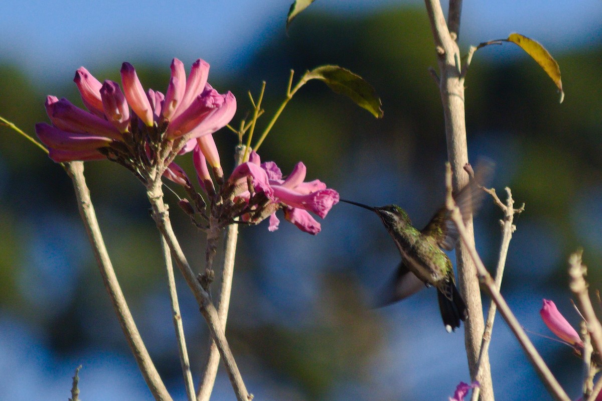 Colibrí Escamoso - ML620527091