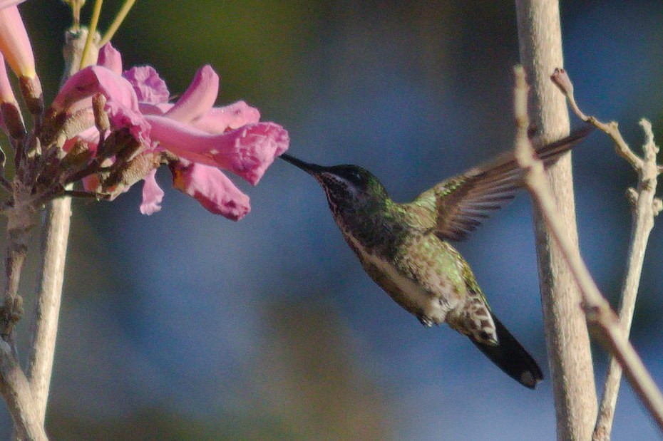 Stripe-breasted Starthroat - ML620527092