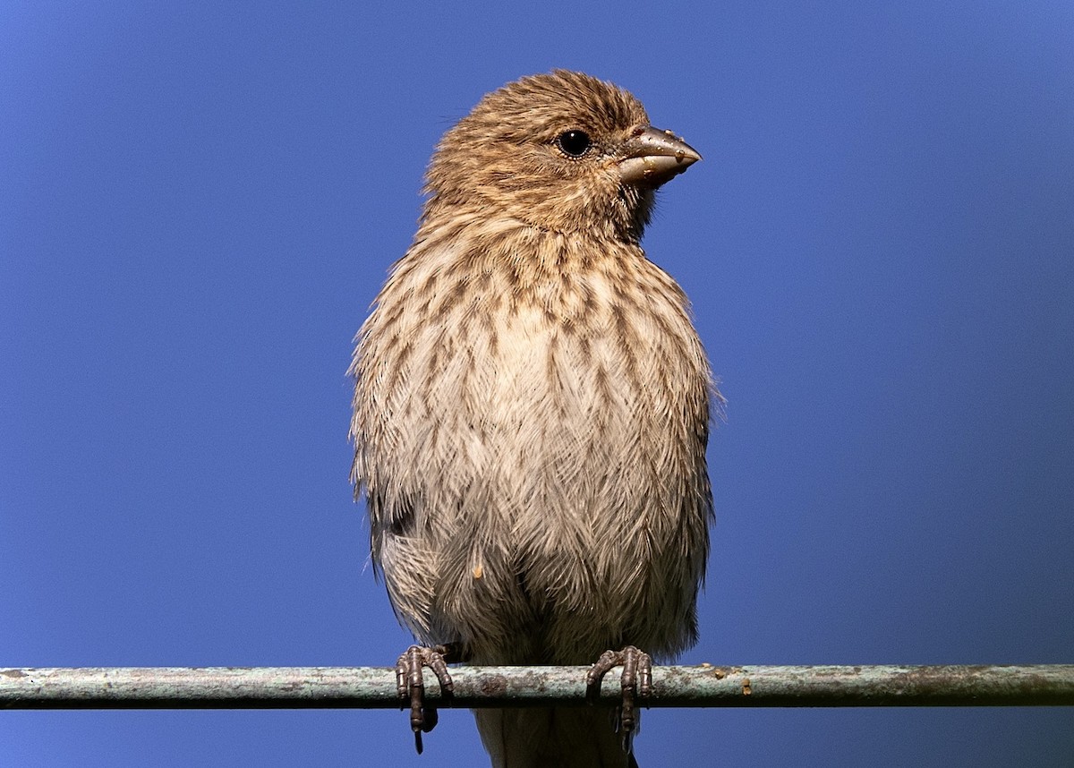 House Finch - ML620527093