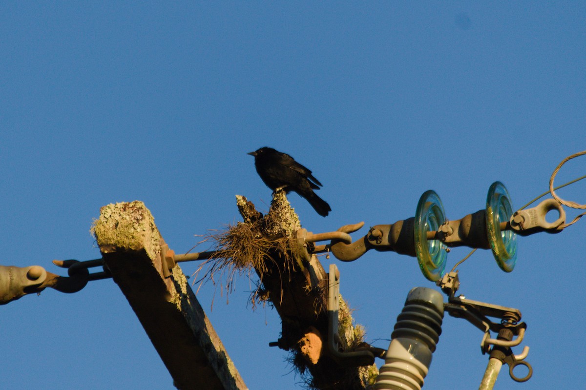 Chopi Blackbird - ML620527095