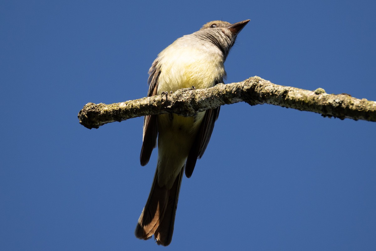 Great Crested Flycatcher - ML620527096