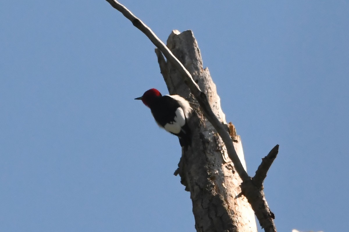 Red-headed Woodpecker - ML620527107