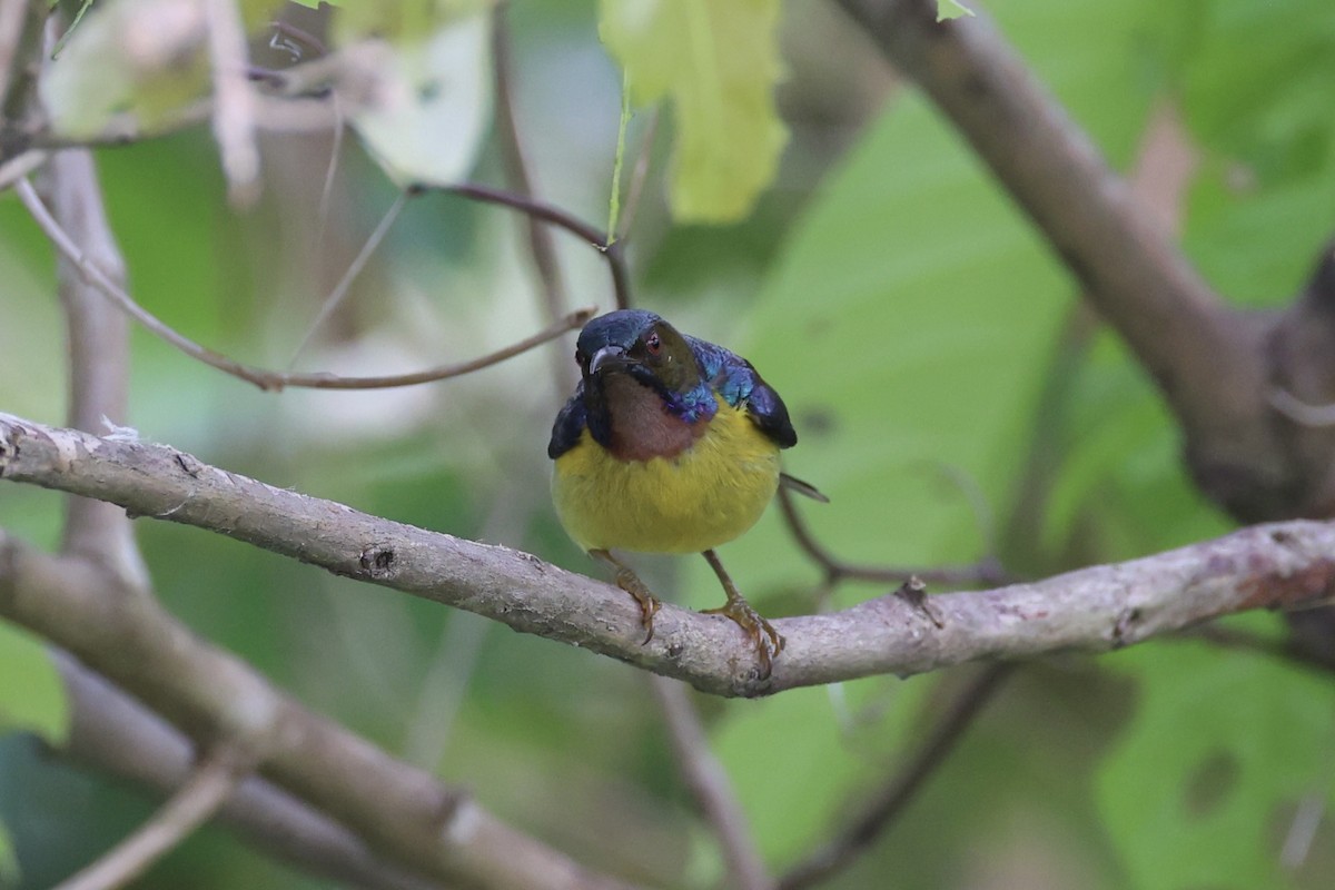 Brown-throated Sunbird - ML620527111