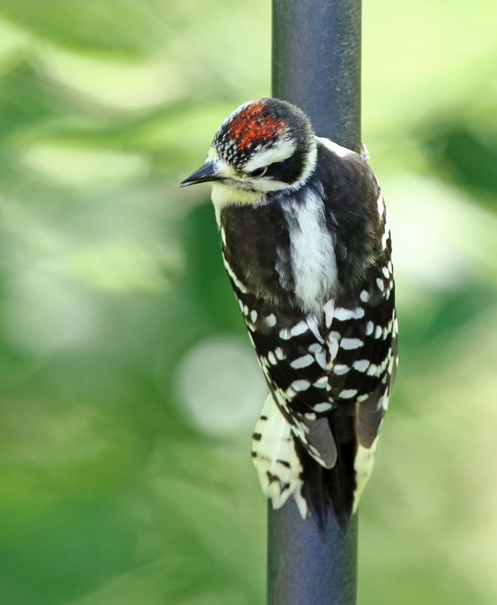 Downy Woodpecker - ML620527121
