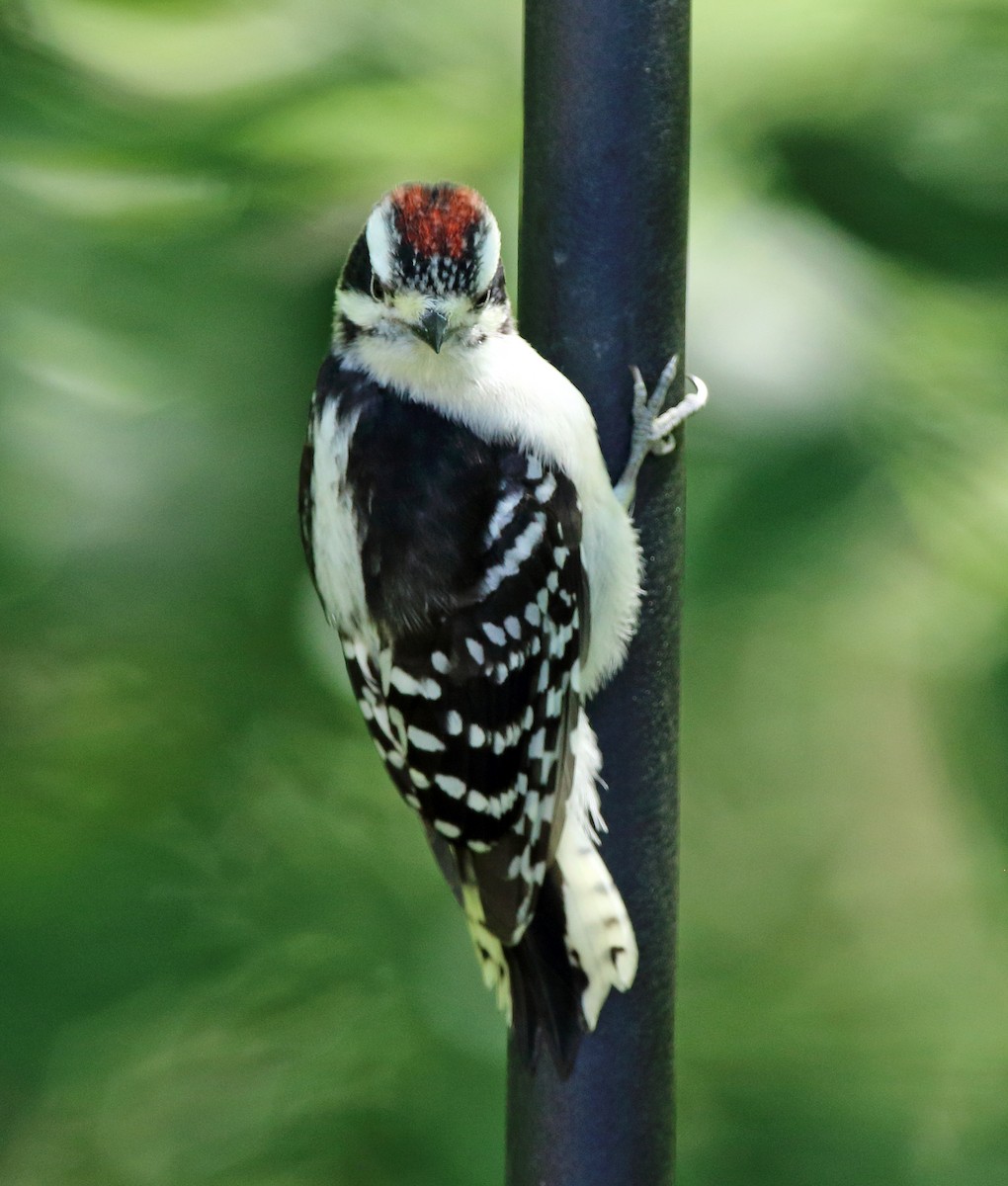 Downy Woodpecker - ML620527122