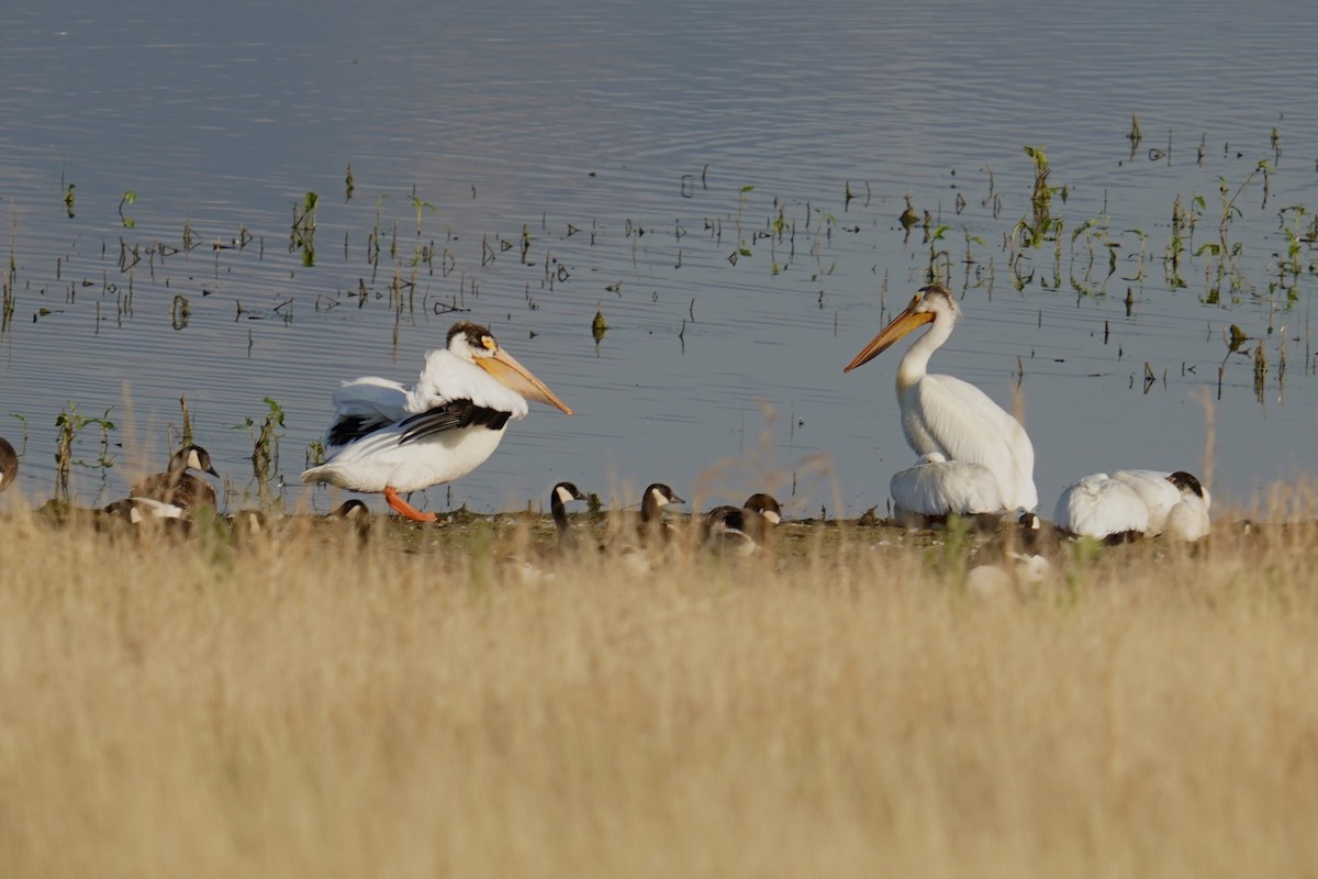 American White Pelican - ML620527125