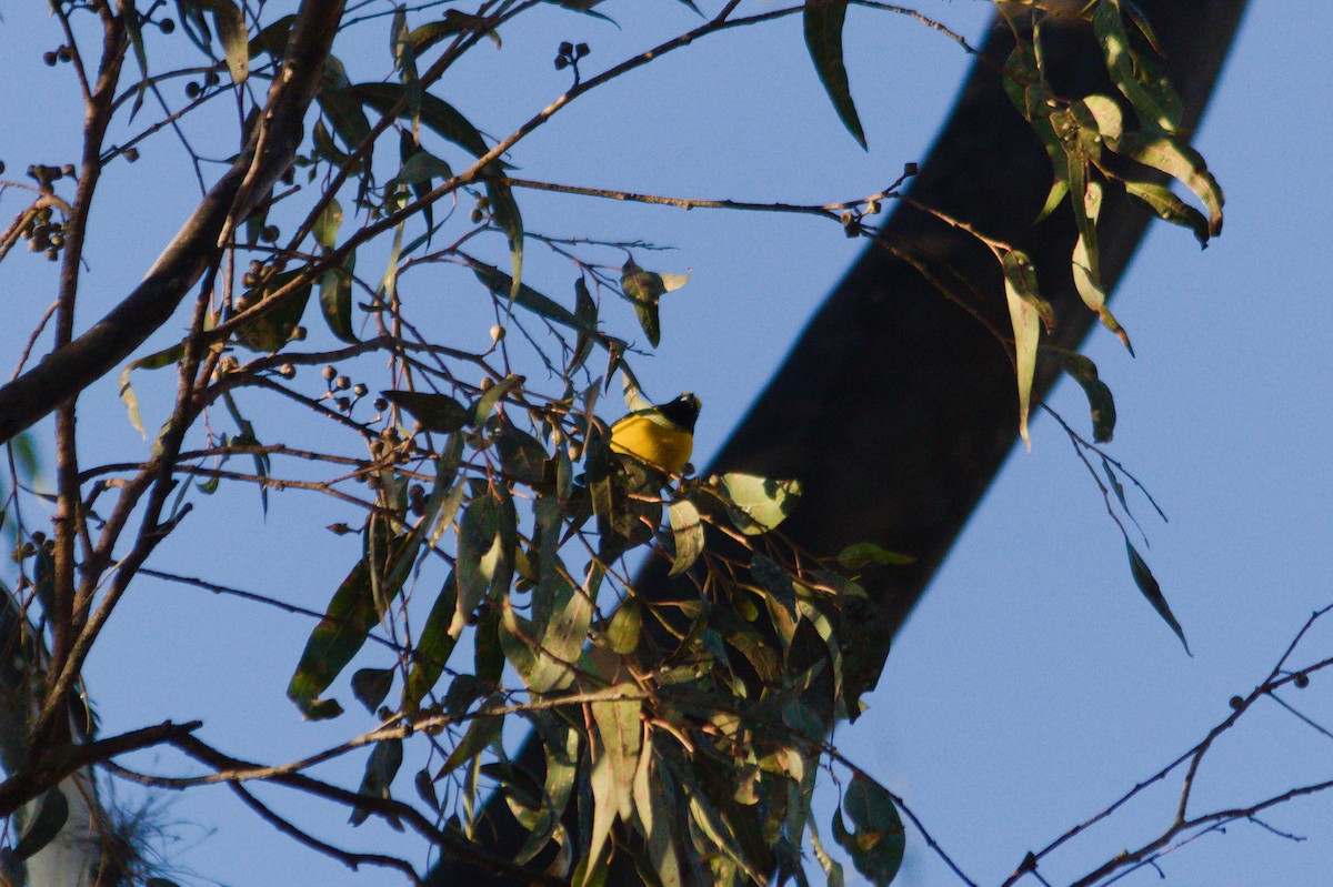 Purple-throated Euphonia - ML620527126