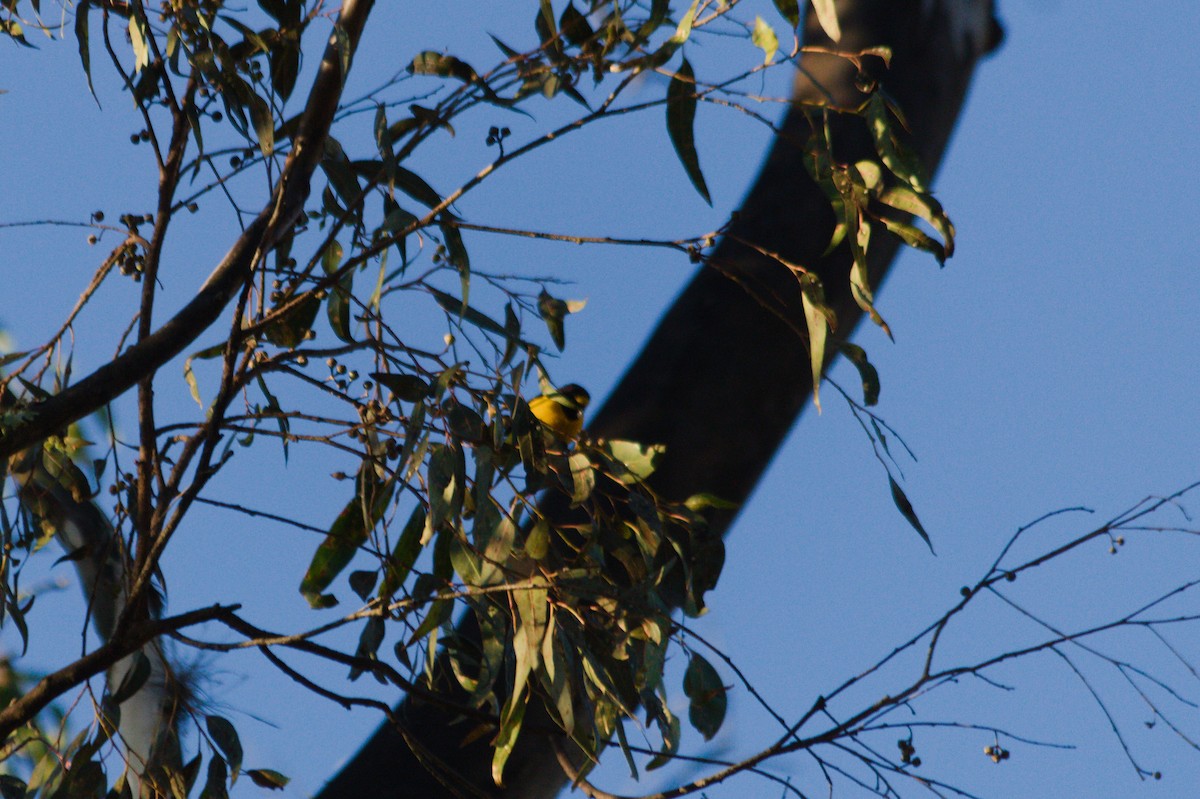 Purple-throated Euphonia - ML620527127