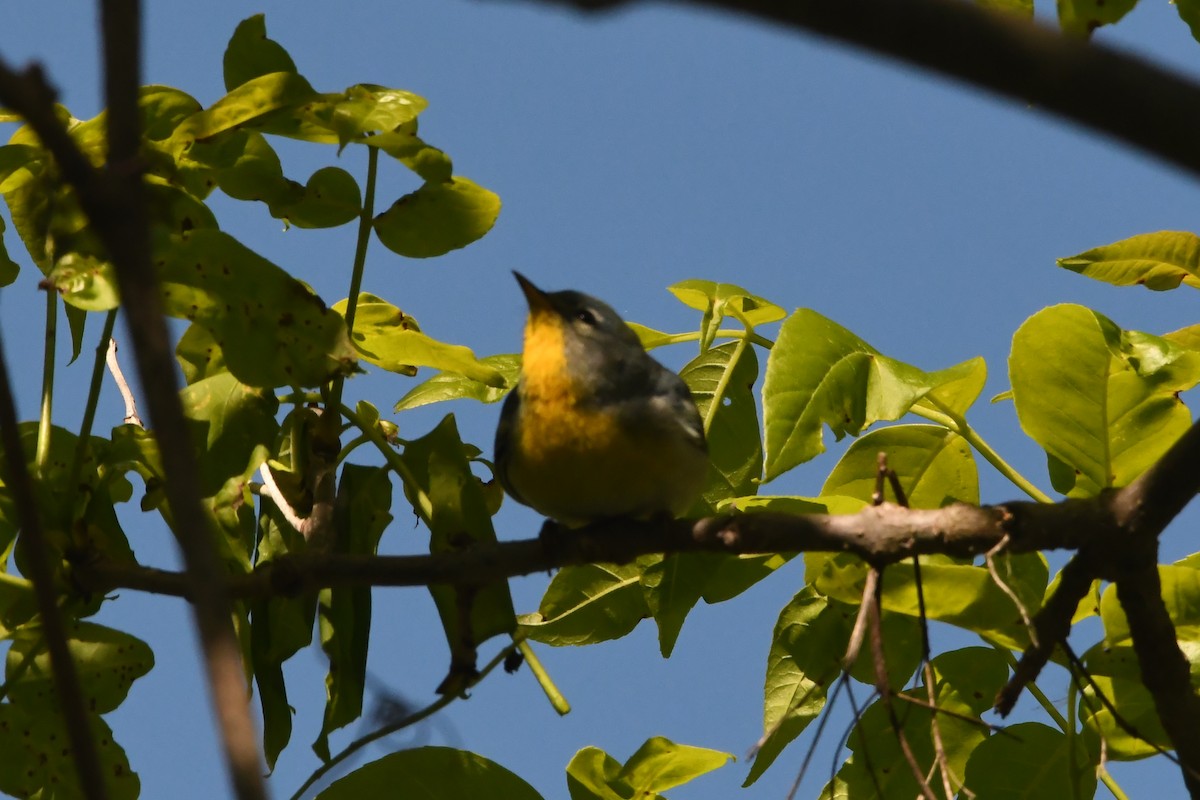 Northern Parula - ML620527129