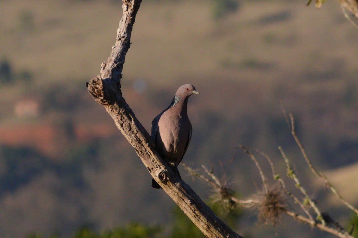 Picazuro Pigeon - ML620527131