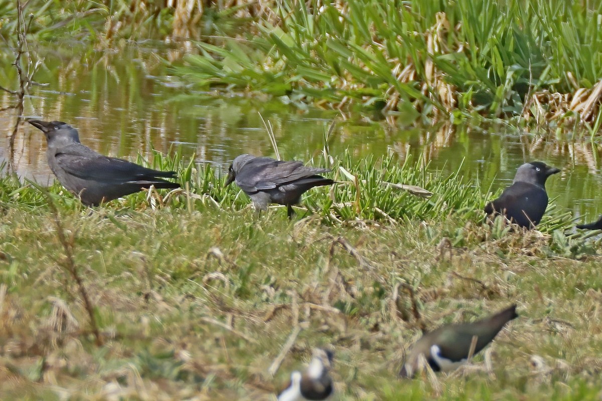 Eurasian Jackdaw - ML620527135