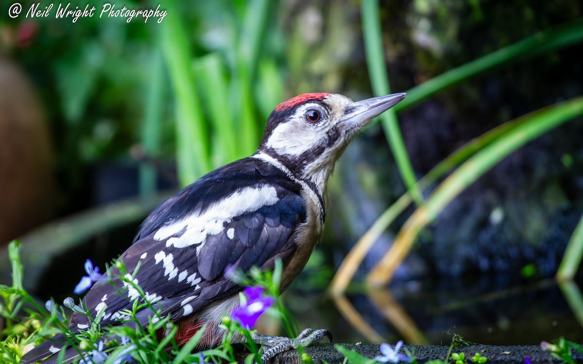 Great Spotted Woodpecker - ML620527136