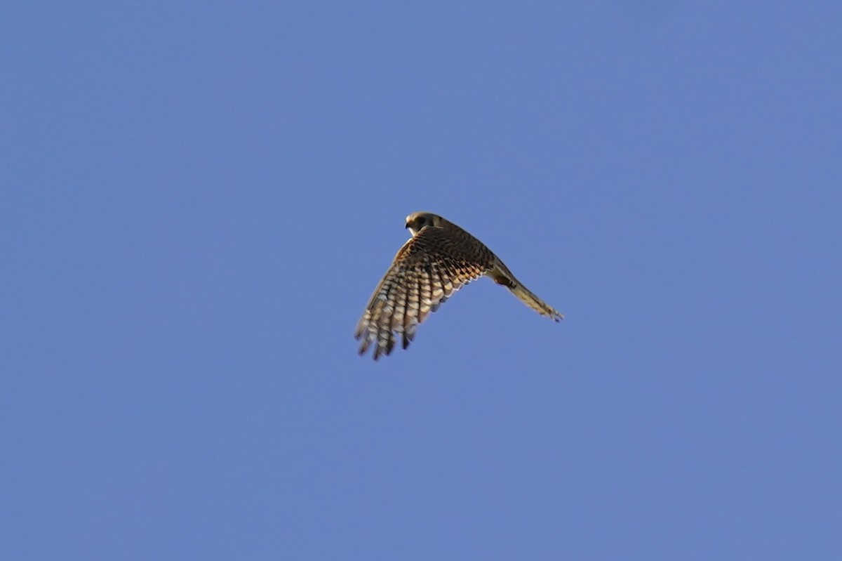 American Kestrel - ML620527143