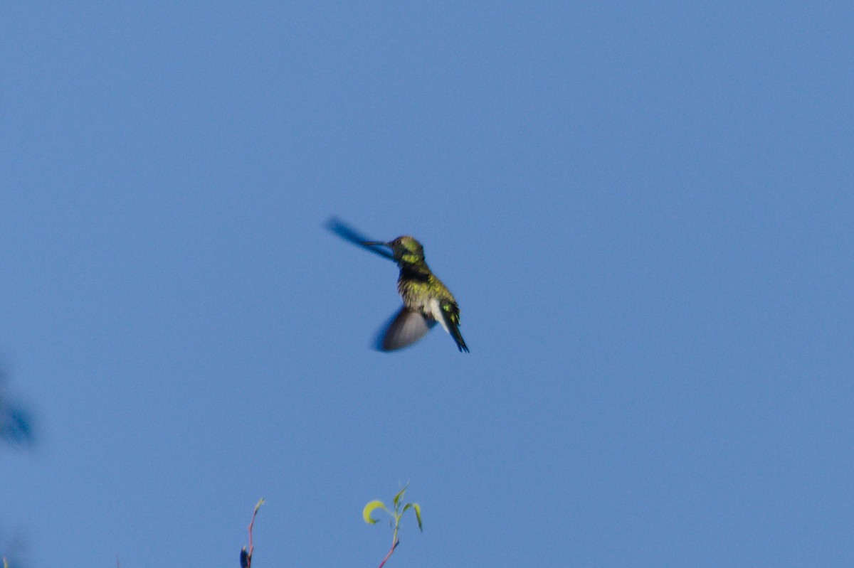 Colibri à ventre blanc - ML620527144