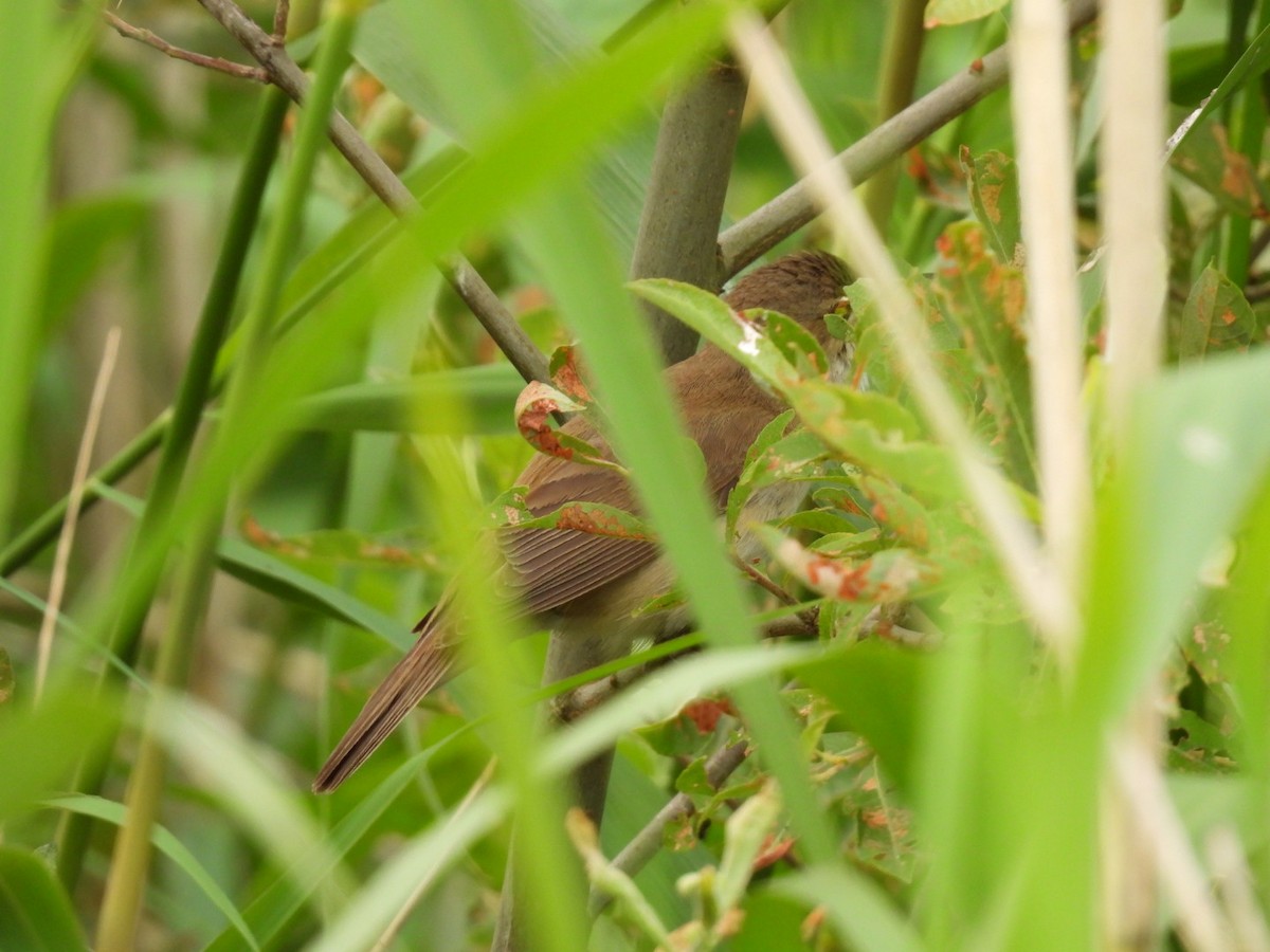 Common Reed Warbler - ML620527147