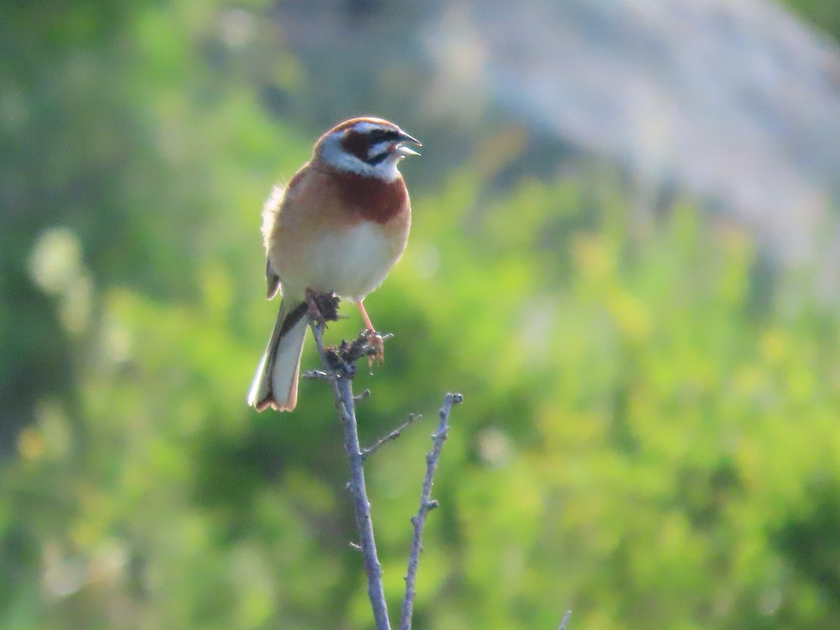 Meadow Bunting - ML620527149