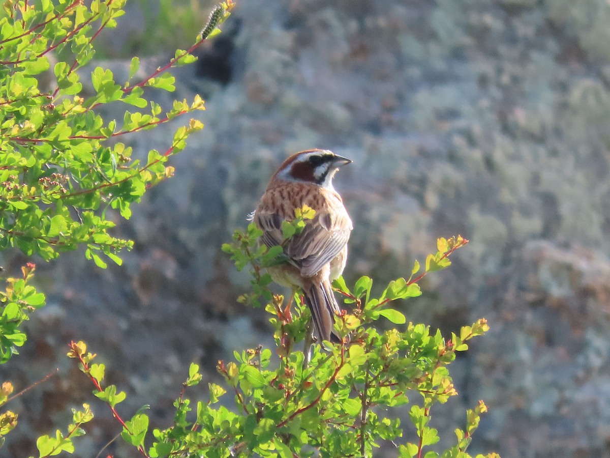 Meadow Bunting - ML620527150