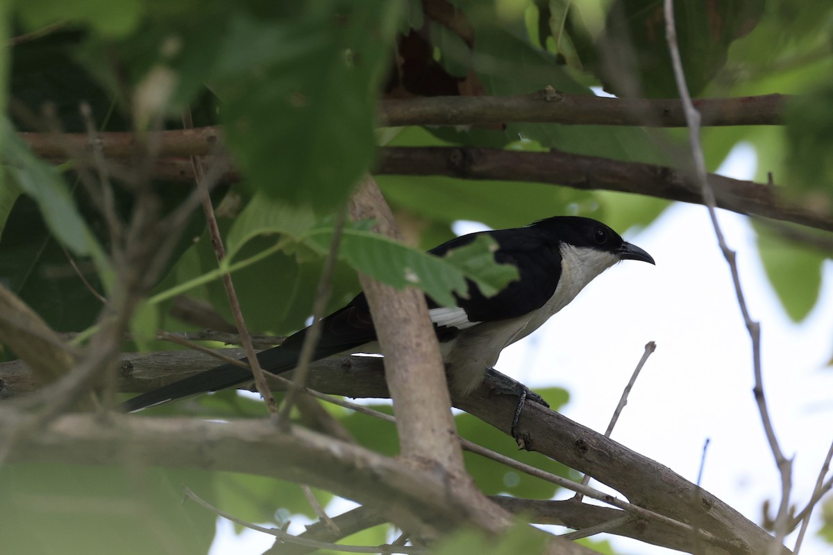 Pied Cuckoo - ML620527157