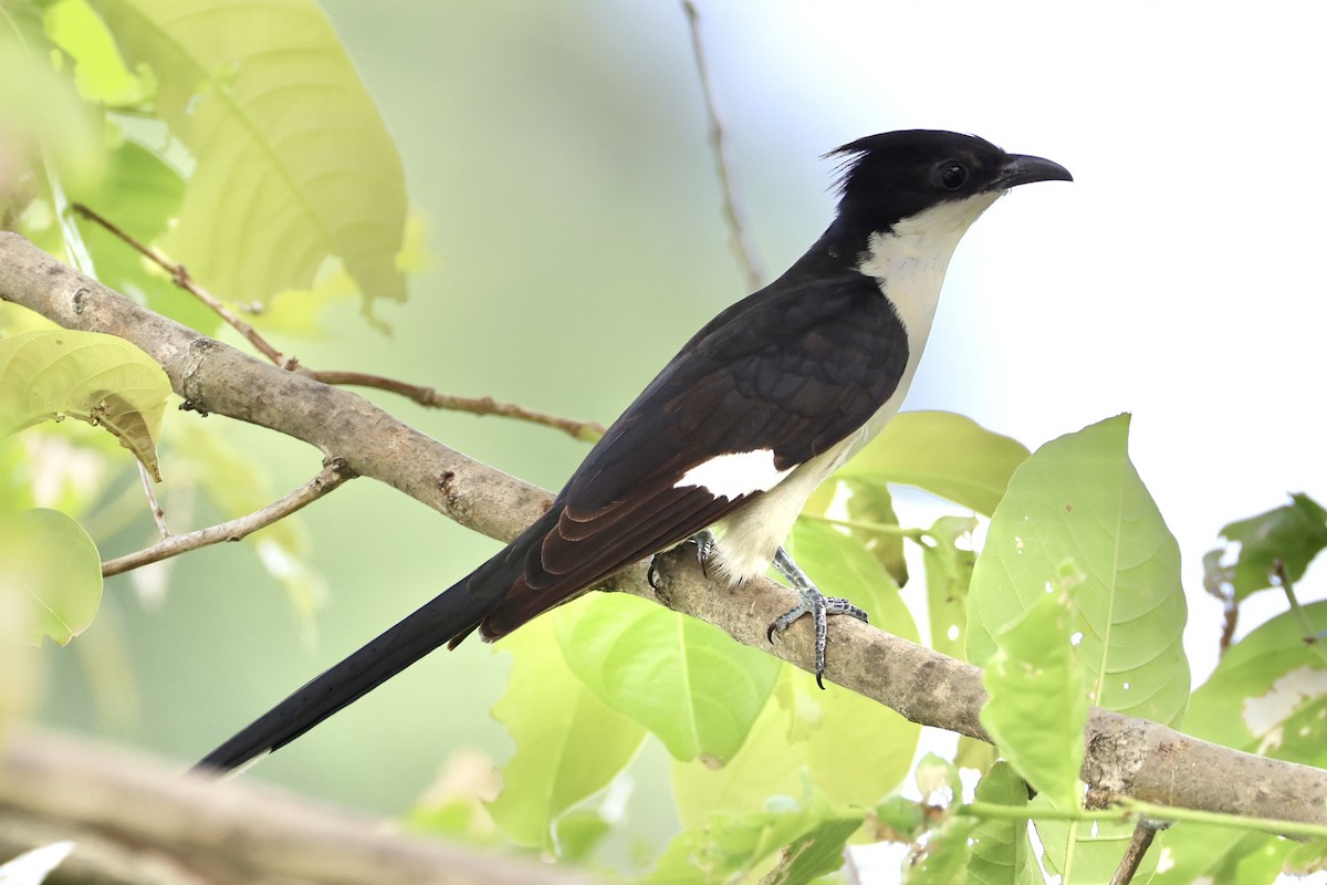 Pied Cuckoo - ML620527164