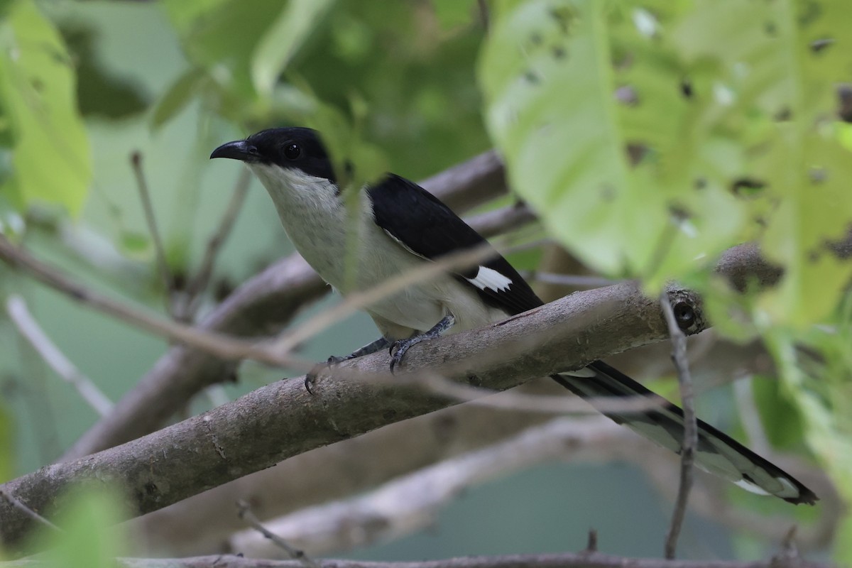 Pied Cuckoo - ML620527166