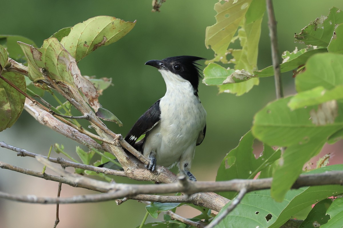 Pied Cuckoo - ML620527168